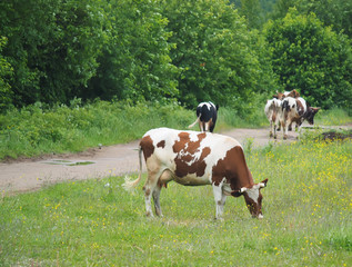 Fototapeta na wymiar cow in the summer in the village