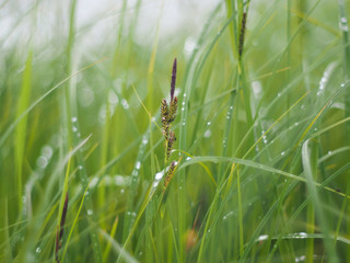 grass in drops