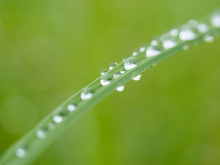 grass in drops