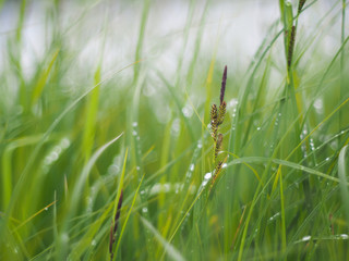 grass in drops