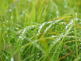 grass in drops