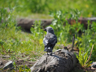 Jackdaw on a log