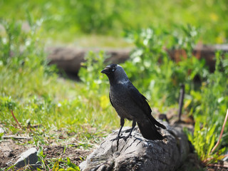 Jackdaw on a log