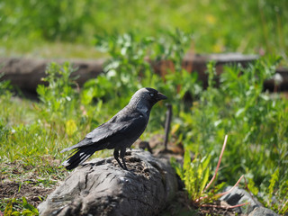 Jackdaw on a log