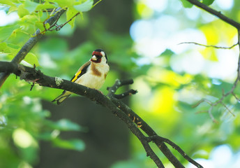 Goldfinch on a branch in the forest