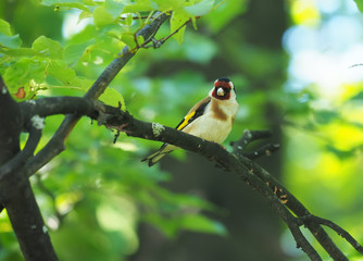 Goldfinch on a branch in the forest