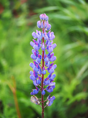 lupine flowers in the forest