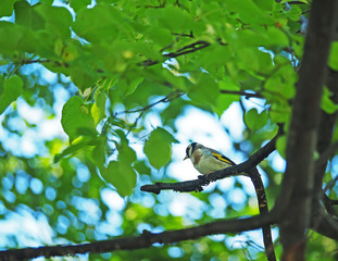Goldfinch on a branch in the forest