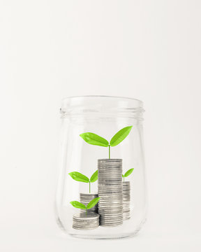 Growing plant on row of coin money in the glass bottle for finance and banking concept

