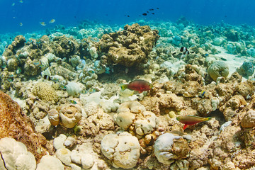 wonderful underwater worl