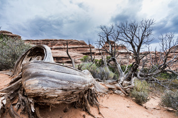 Old Tree in the Valley of USA