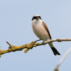 Neuntöter (Lanius collurio) Männchen mit einer soeben gefangenen Spinne im Schnabel
