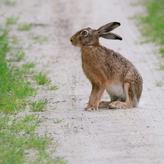 Feldhase (Lepus europaeus) sitzt neben einem Feld auf einem Weg