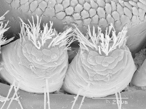 Setae on a stonefly SEM