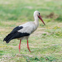 Obraz premium Storch Weißstorch (Ciconia ciconia) auf Nahrungssuche auf einer Wiese