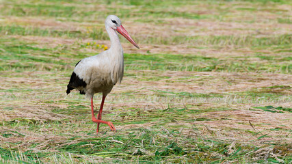 Storch Weißstorch (Ciconia ciconia) auf Nahrungssuche auf einer Wiese