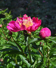 Ярко - розовый двухцветный пион с жёлтыми лепестками в середине цветка.