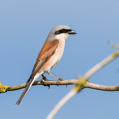 Neuntöter (Lanius collurio) Männchen sitzt auf einem Ast des Baumes