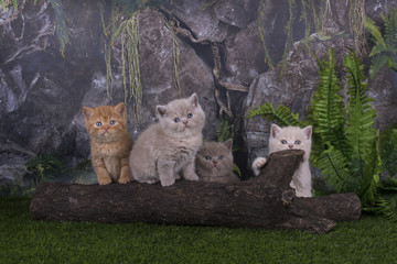 British kittens playing in the grass