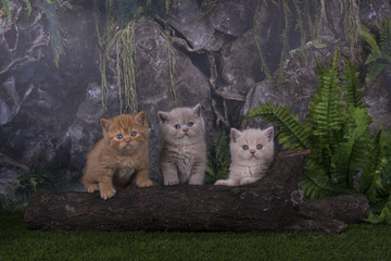 British kittens playing in the grass