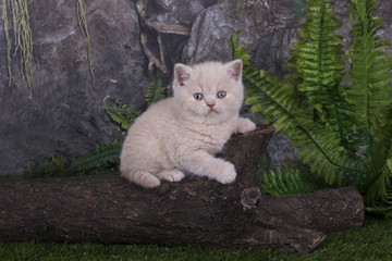 British kittens playing in the grass