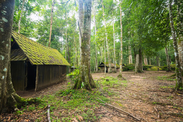 Old hut at evergreen forest, Desolated house at deep jungle