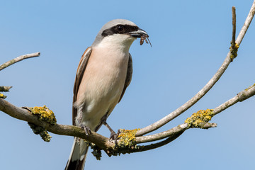 Neuntöter (Lanius collurio) Männchen mit Beute im Schnabel