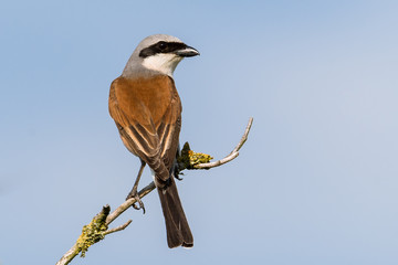 Neuntöter (Lanius collurio) Männchen sitzt auf einem Ast im Baum