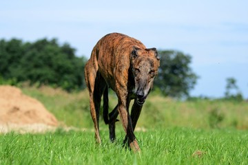 fröhlicher Galgo kommt direkt auf den Betrachter zu