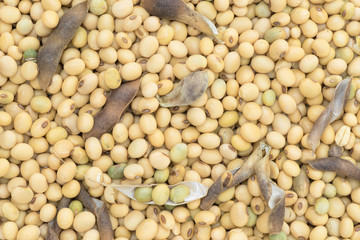 Soy bean organic background