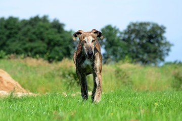 fröhlicher Galgo kommt direkt auf den Betrachter zu