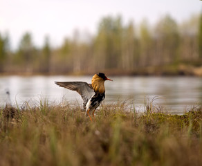 Mating behaviour of ruffs in lek (place of courtship)