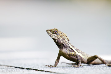 Taiwan japalura,Swinhoe's tree lizard