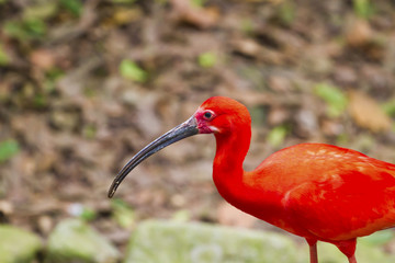 Scarlet Ibis,Eudocimus rubber