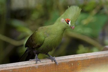 Green Touraco,Tauraco persa