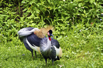 Black Crowned Crane,Balearica pavonina