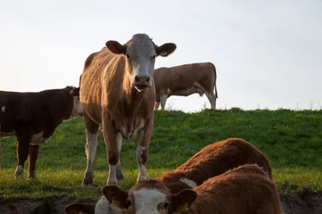 Deurstickers Koe Cows grazing on pasture