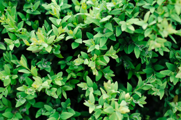 Green bush leaves wall background