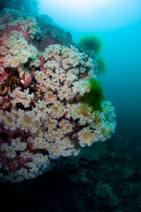 Fototapeta na wymiar Field of actinias on the rock deep in the Japan sea
