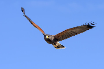 Fototapeta na wymiar Harris Hawk in flight