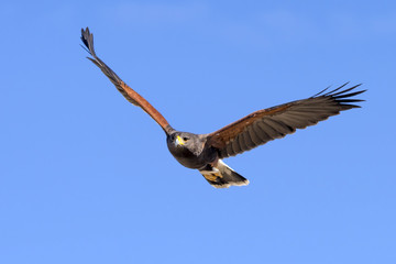 Harris Hawk in flight