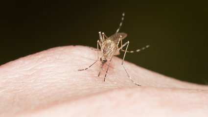 Mosquito drinking blood from the hand