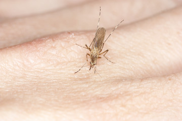 Mosquito drinking blood from the hand