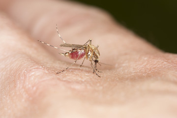 Mosquito drinking blood from the hand