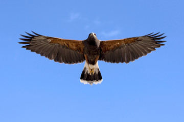 Fototapeta premium Harris Hawk in flight
