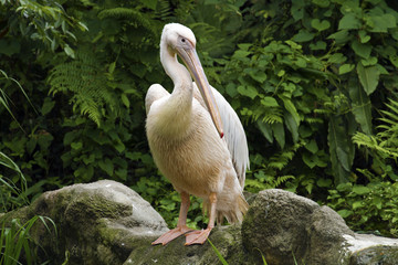 Great White Pelican,Pelecanus onocrotalus
