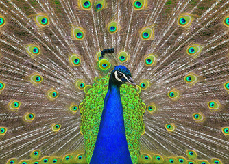 peacock