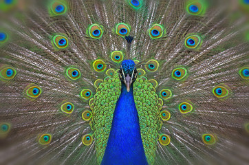 Obraz premium peacock