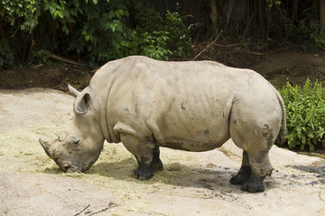 Fototapeta premium White Rhinoceros,Square-Lipped Rhinoceros,Ceratotherium simum
