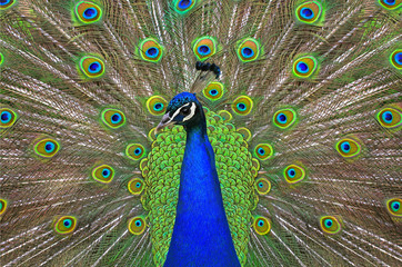 Fototapeta premium peacock